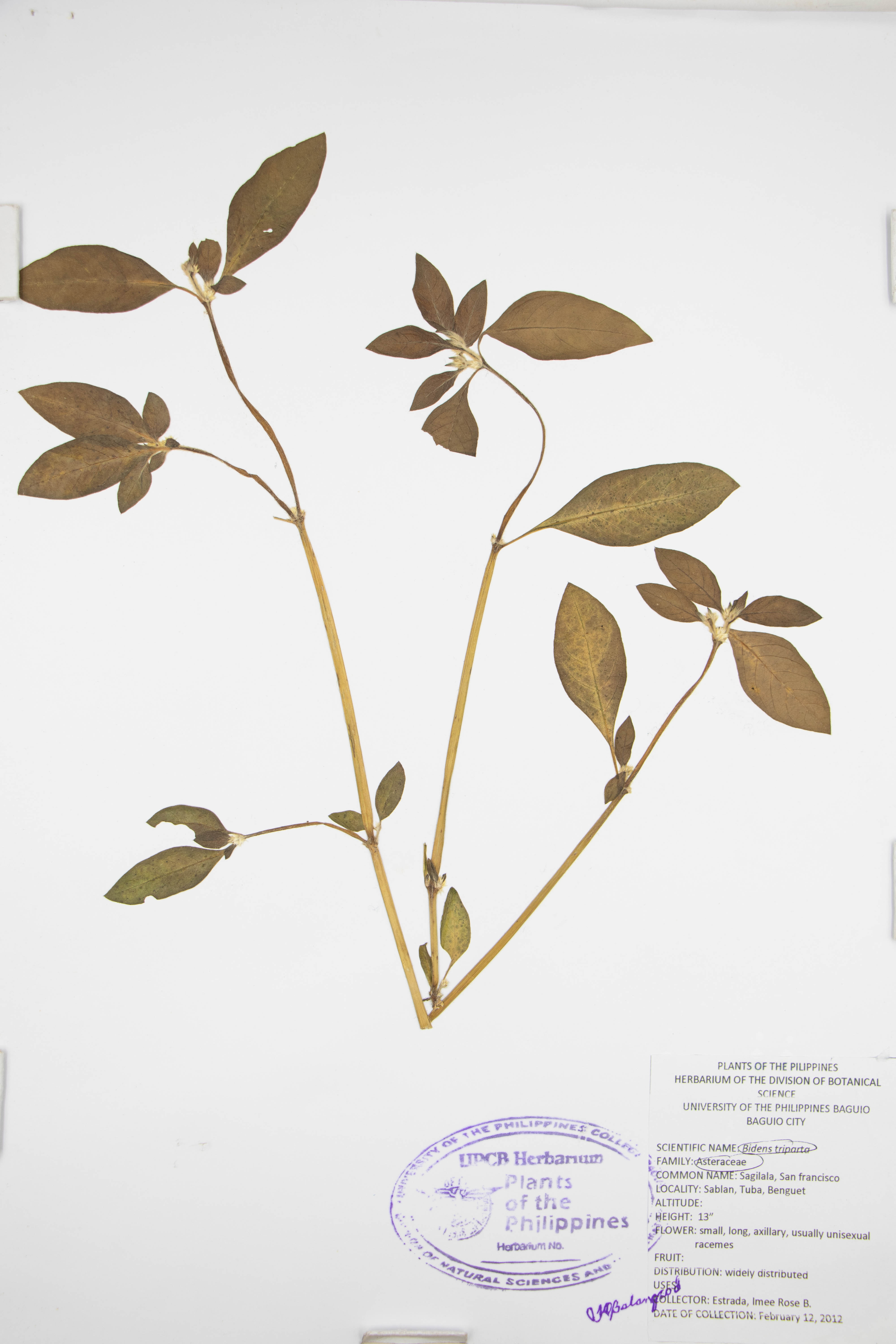 Bidens tripartita