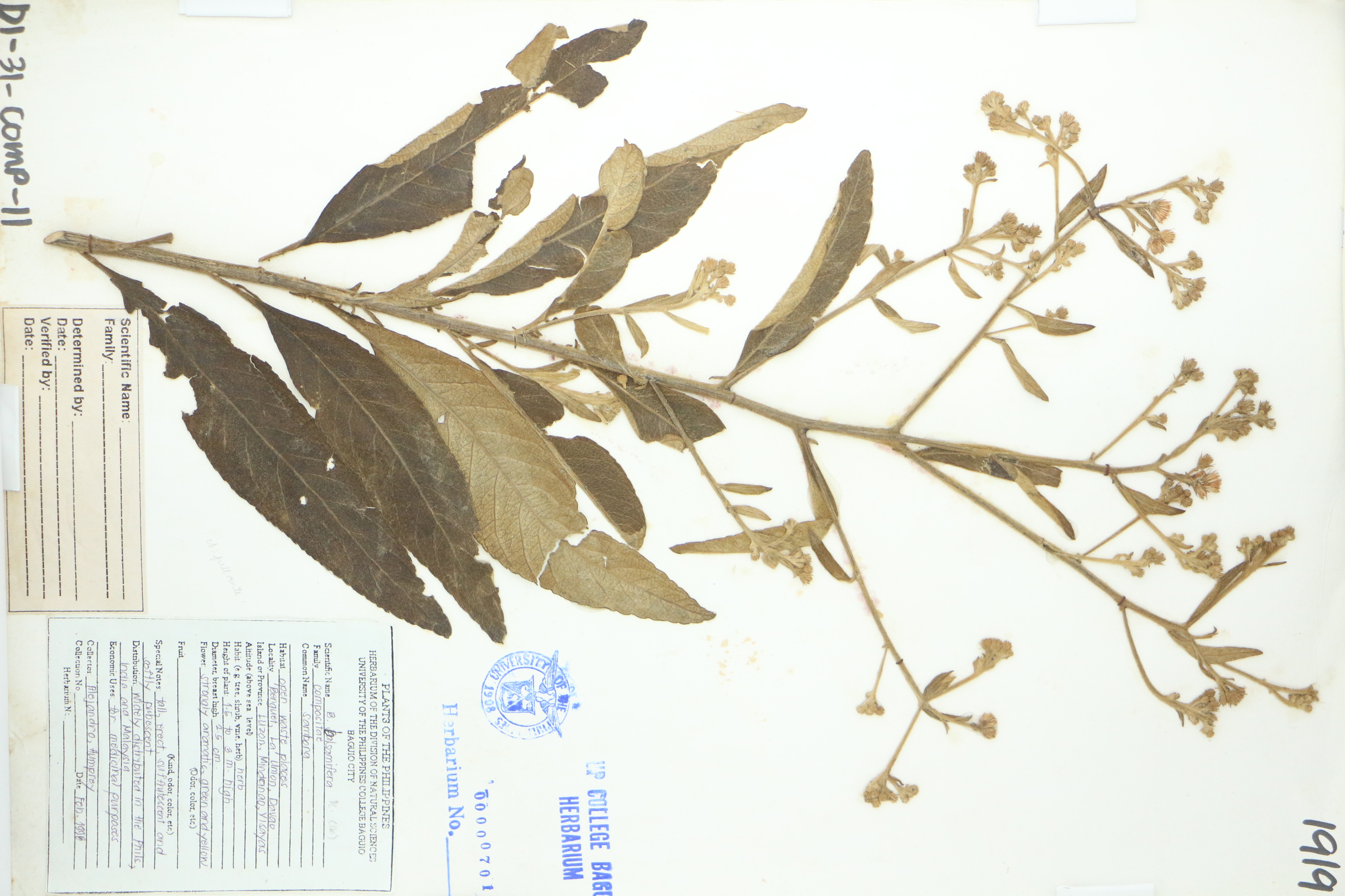 Blumea balsamifera