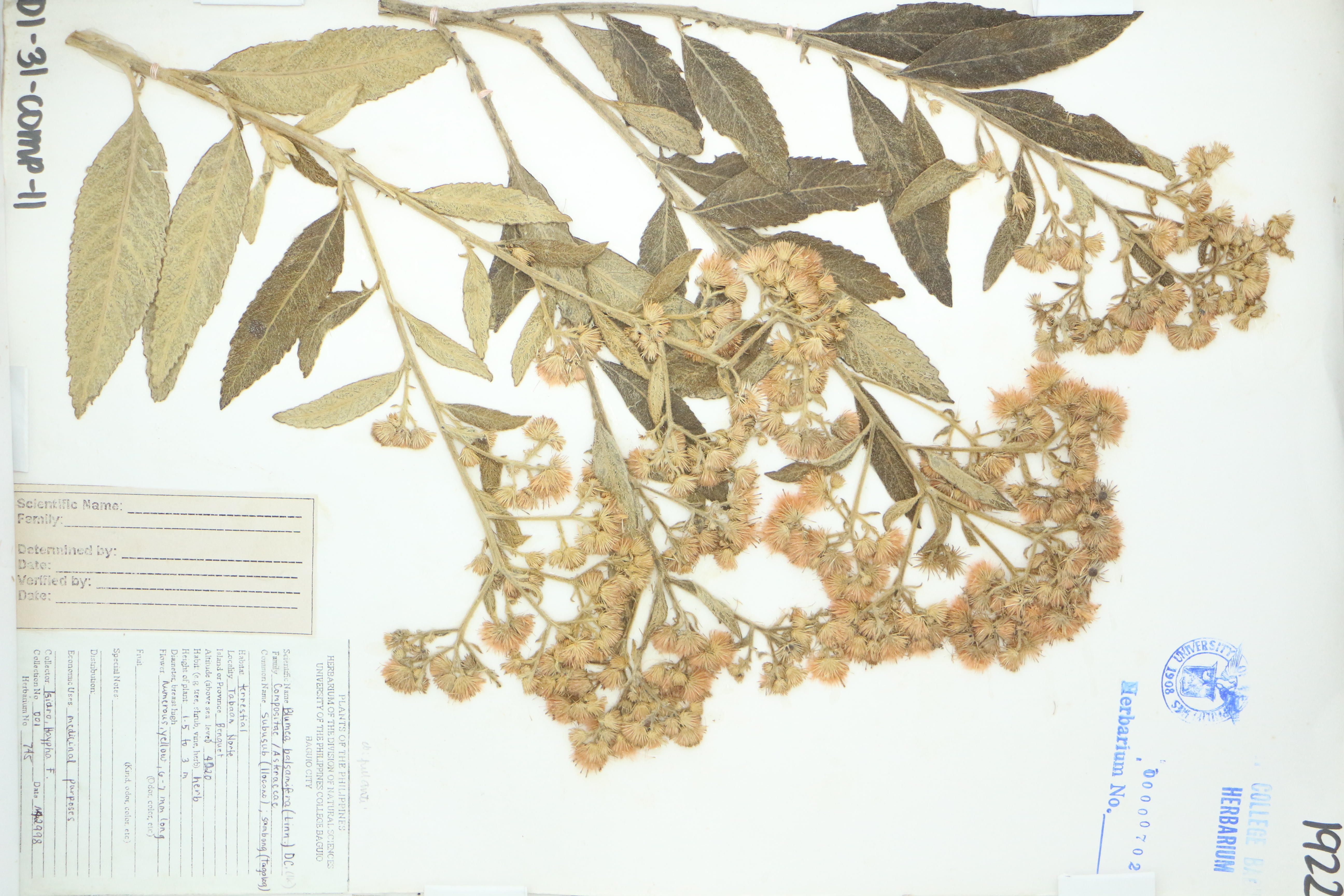 Blumea balsamifera