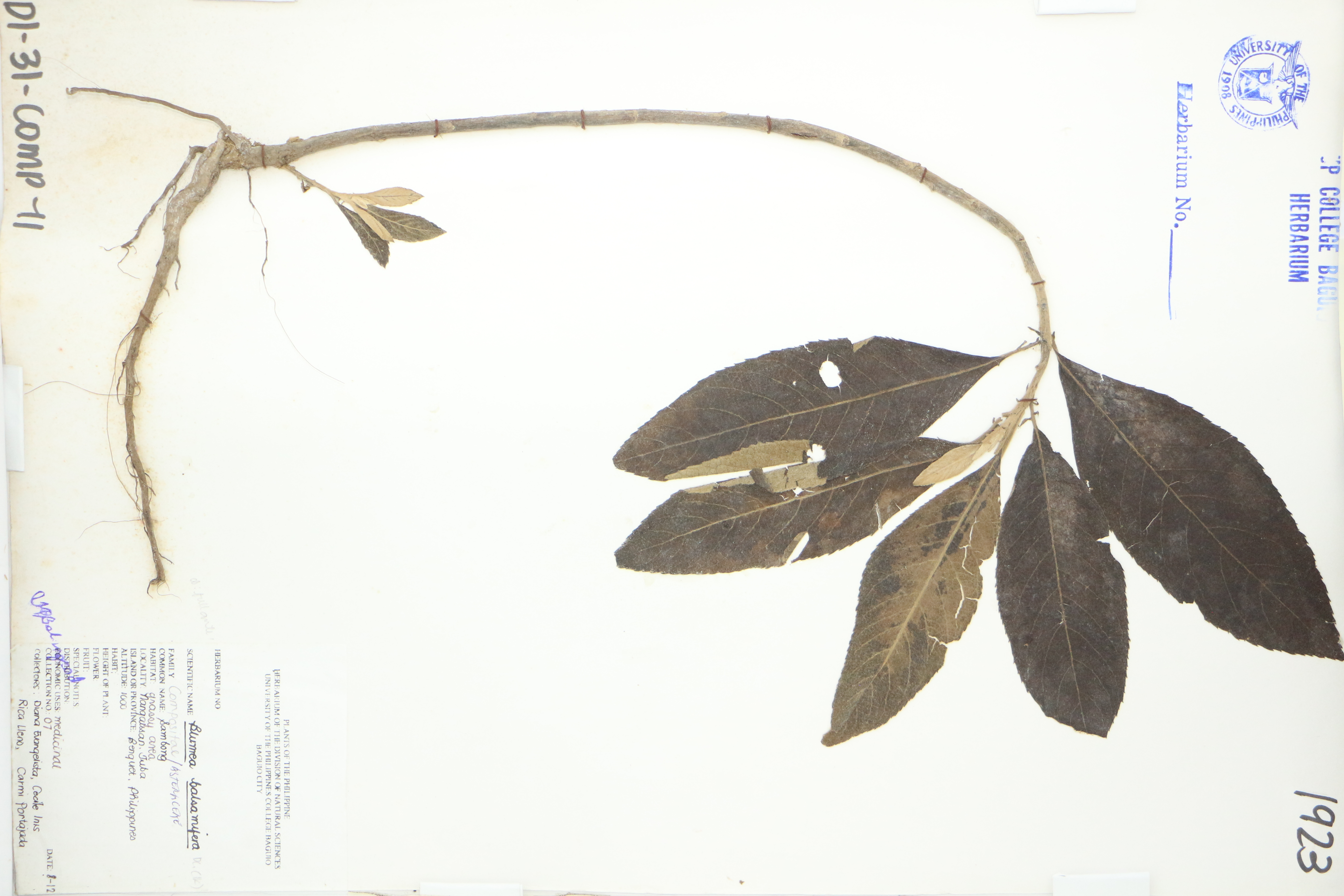 Blumea balsamifera