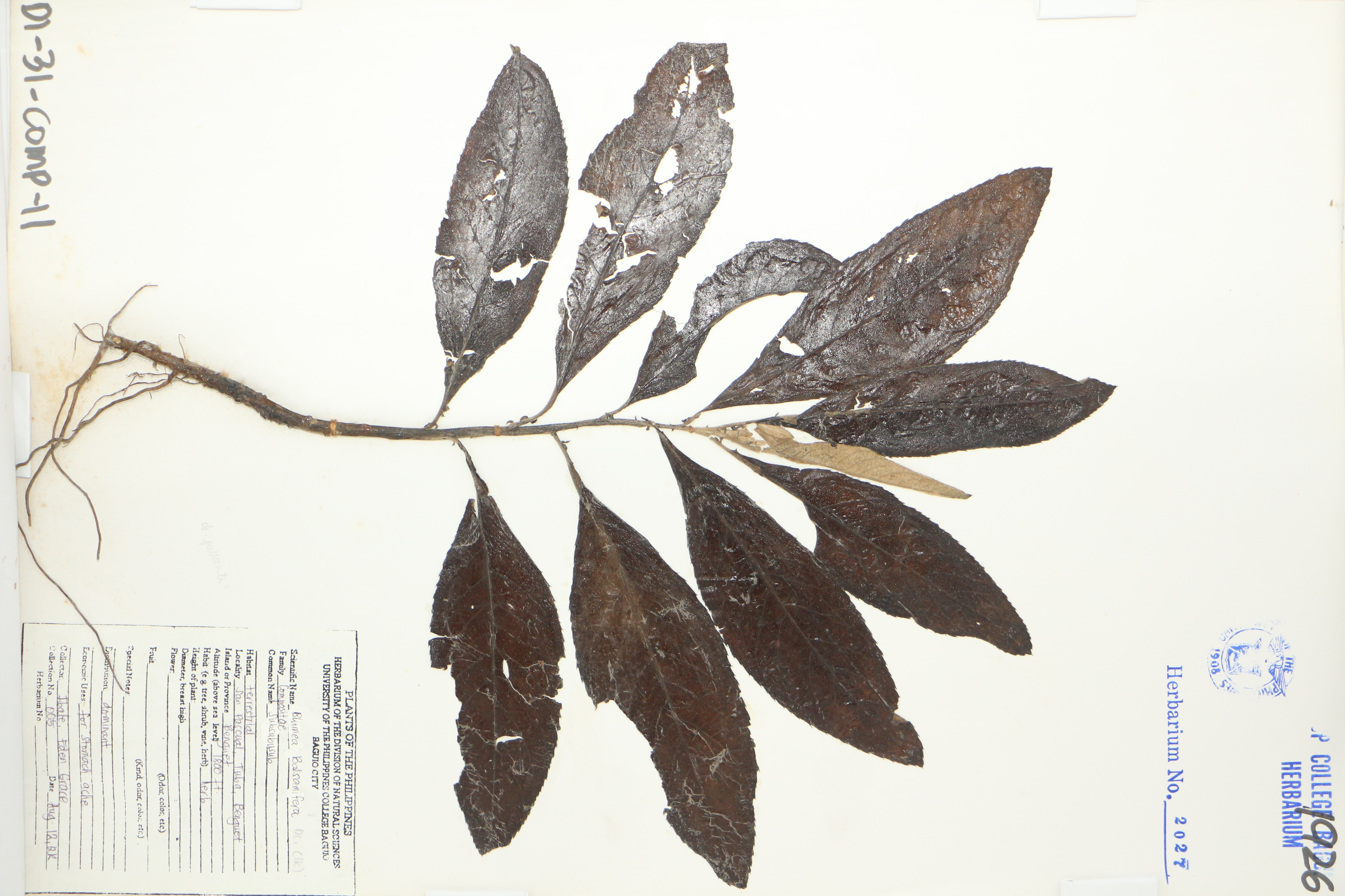 Blumea balsamifera