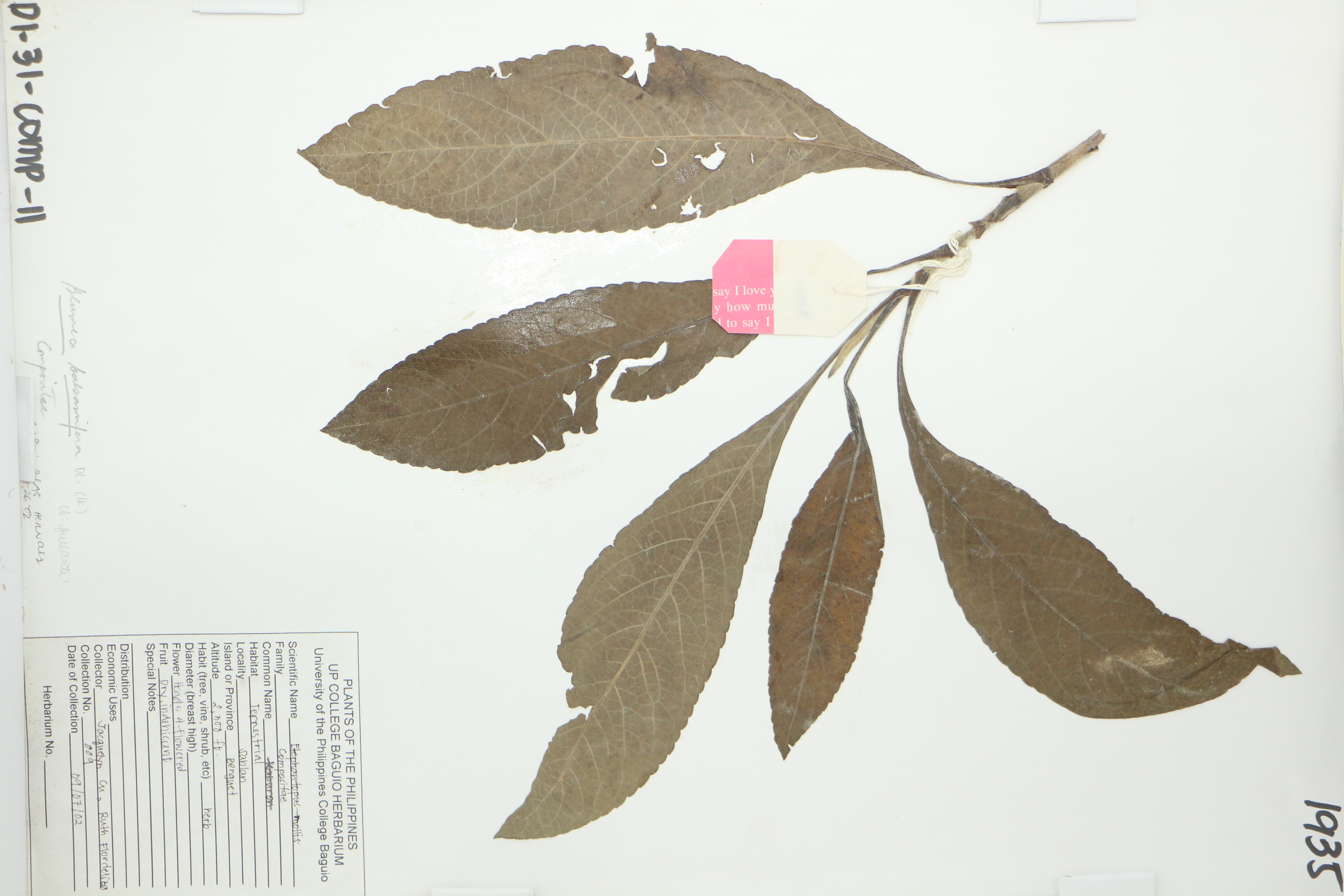 Blumea balsamifera