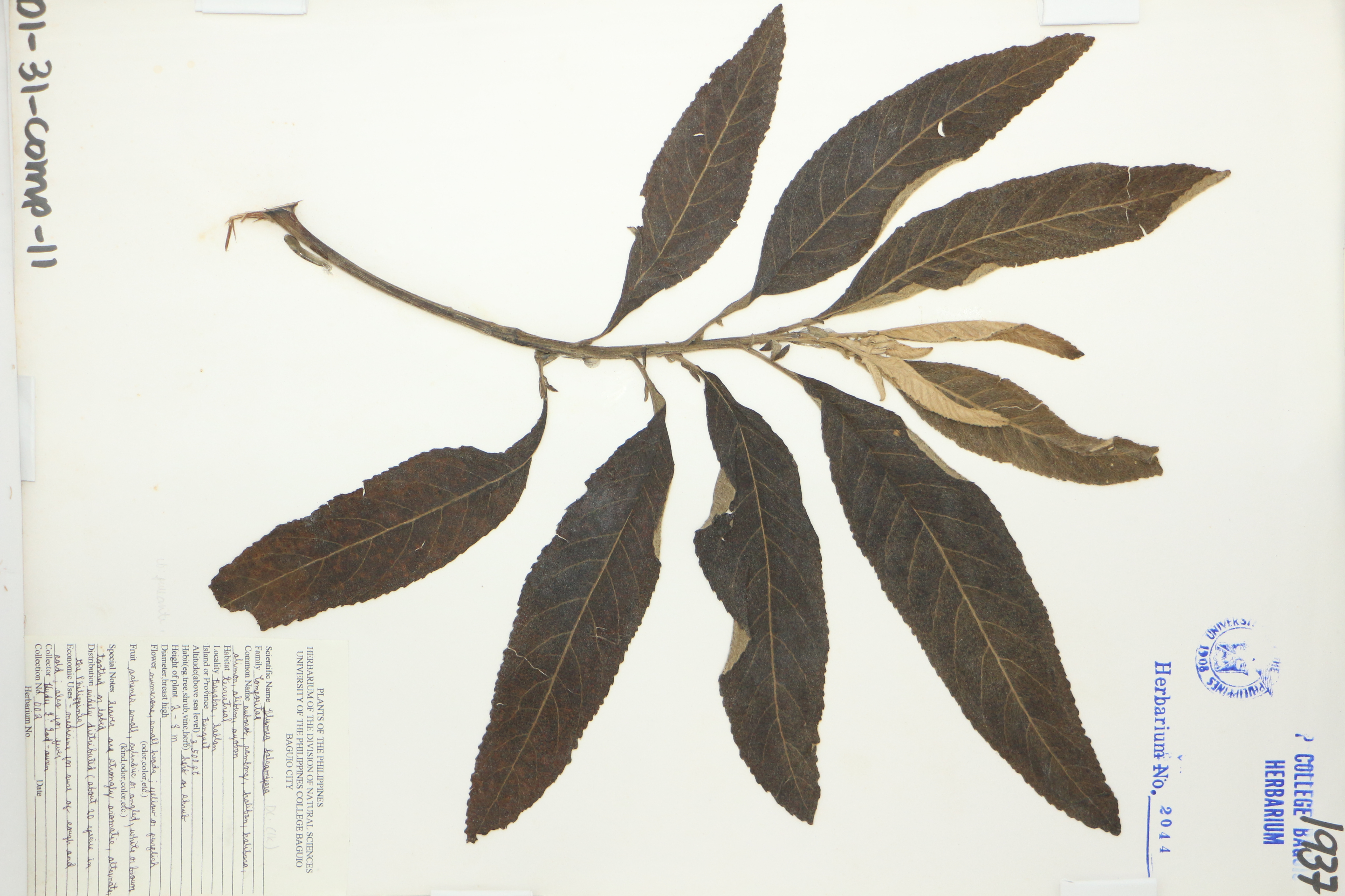 Blumea balsamifera