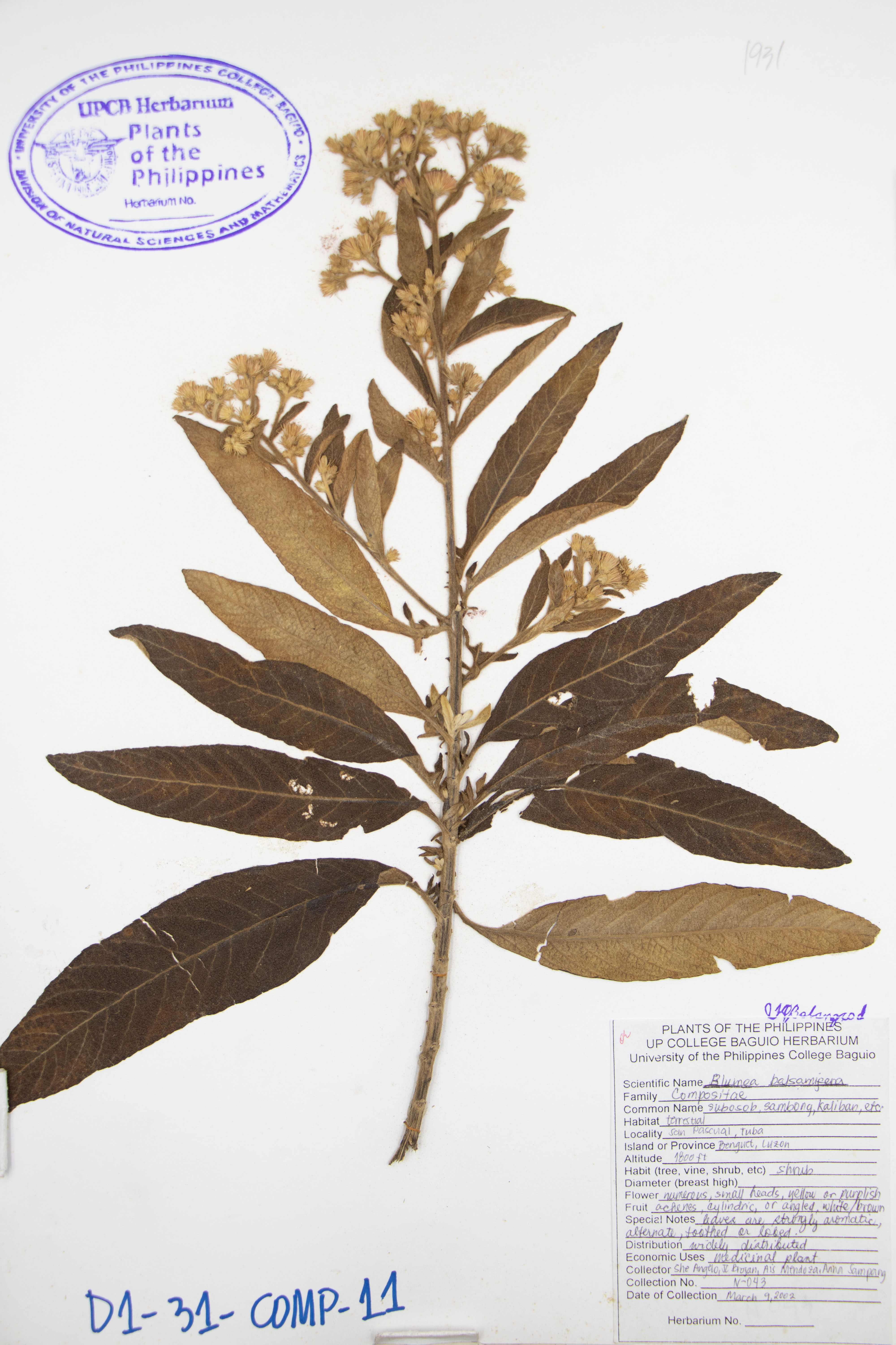 Blumea balsamifera