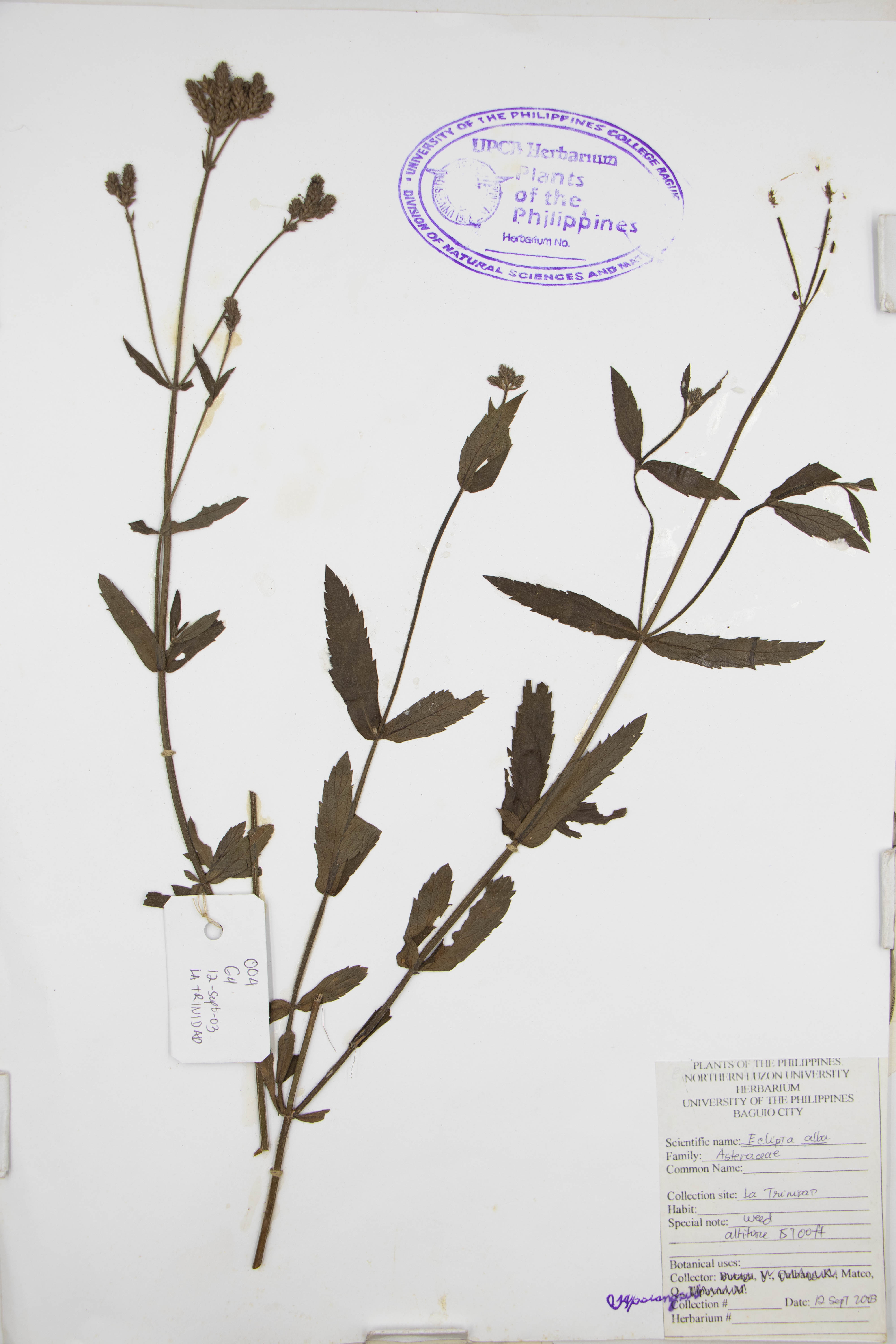 Eclipta prostrata