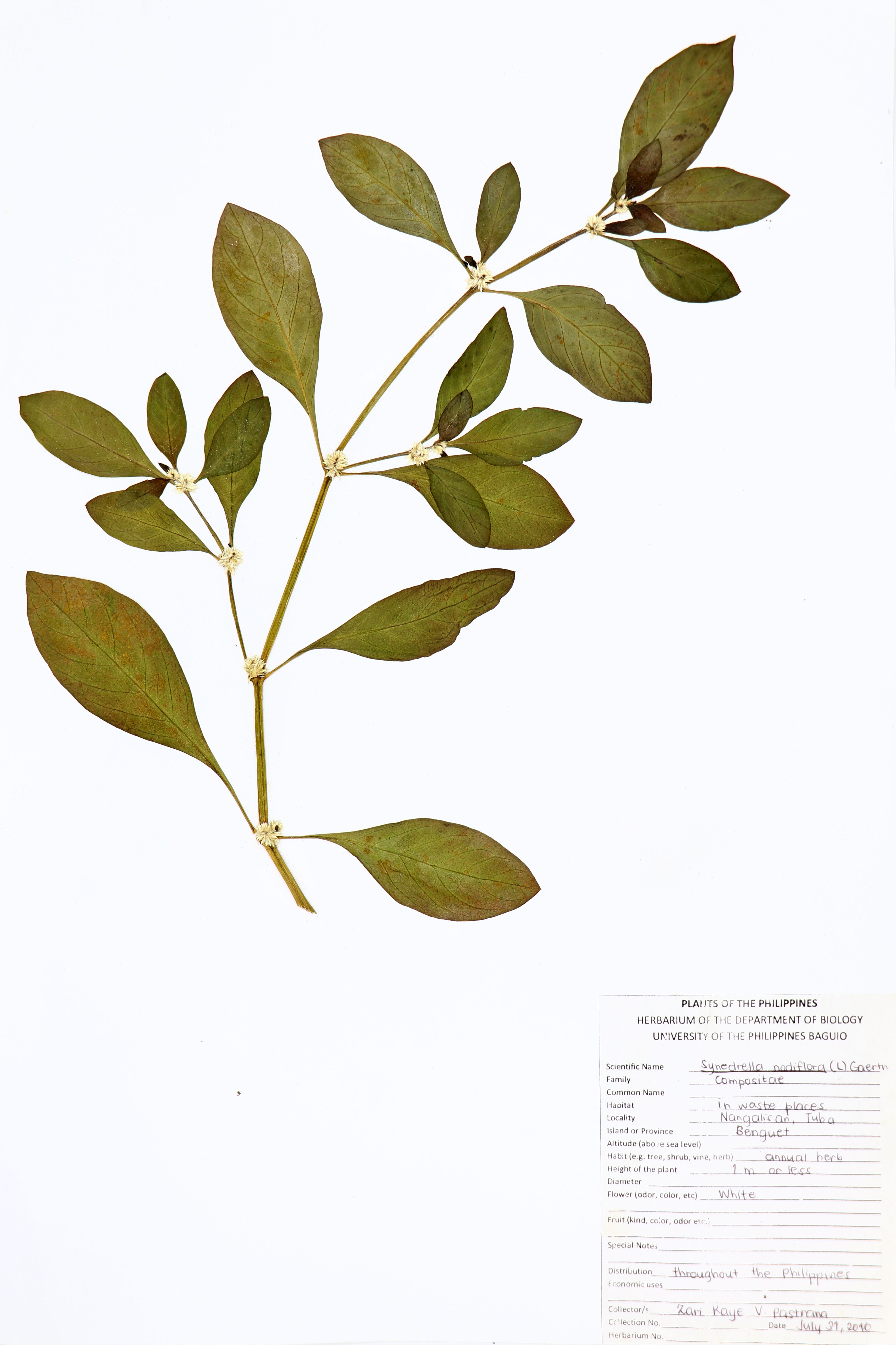 Synedrella nodiflora