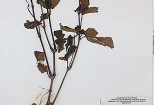 Begonia cumingii