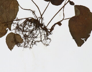 Begonia grandis