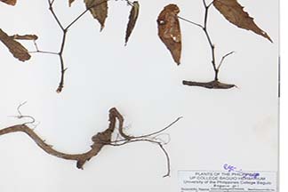Begonia merrittii