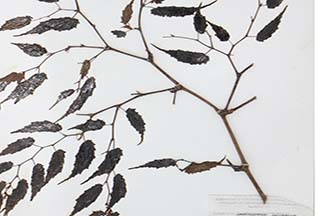 Begonia merrittii