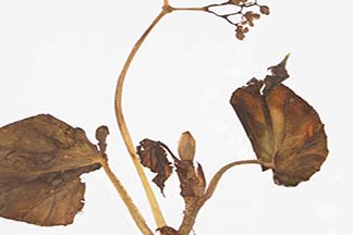 Begonia oxysperma