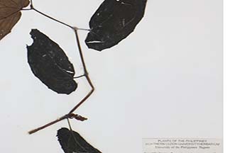 Begonia platyphylla