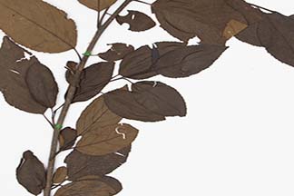 Alnus incana subsp. tenuifolia