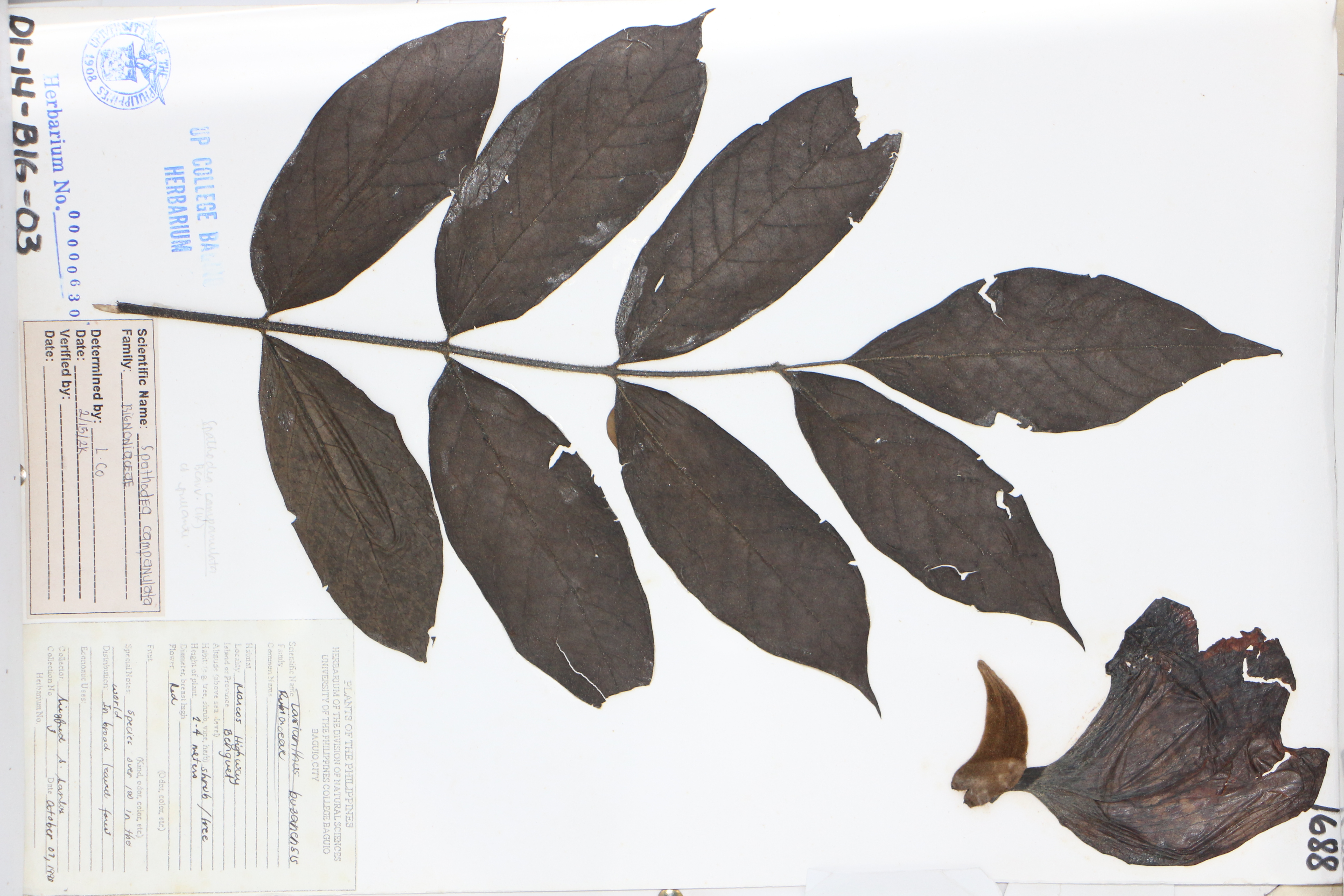 Spathodea campanulata