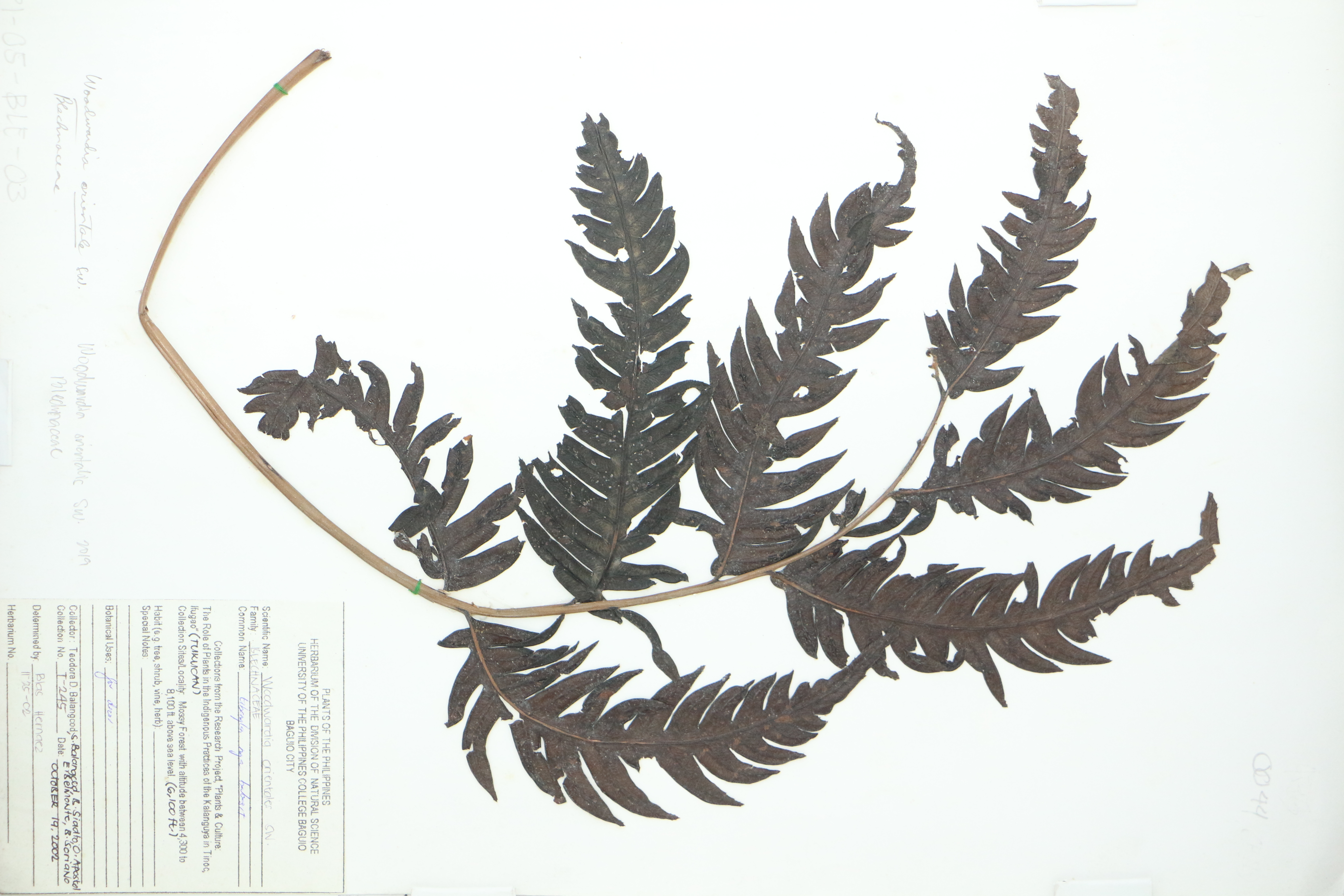 Woodwardia orientalis