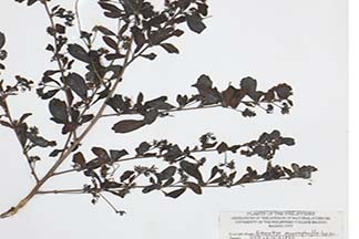 Ehretia microphylla