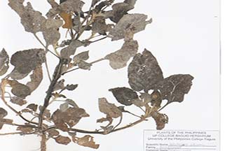 Heliotropium indicum