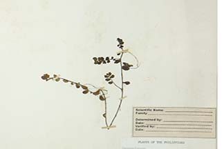 Lobelia angulata