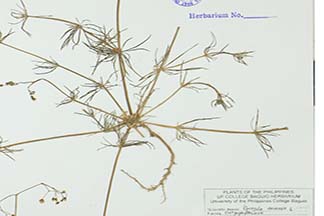 Spergula arvensis