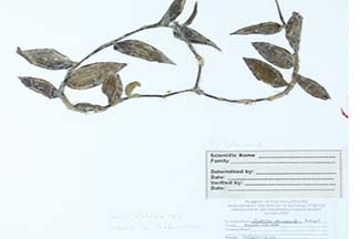 Tradescantia zebrina var. zebrina