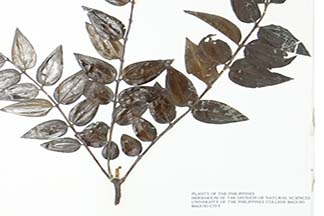 Coriaria japonica subsp. intermedia