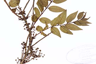 Coriaria japonica