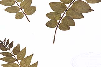 Coriaria japonica subsp. intermedia