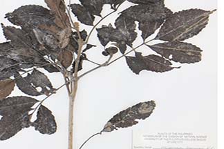Weinmannia luzoniensis