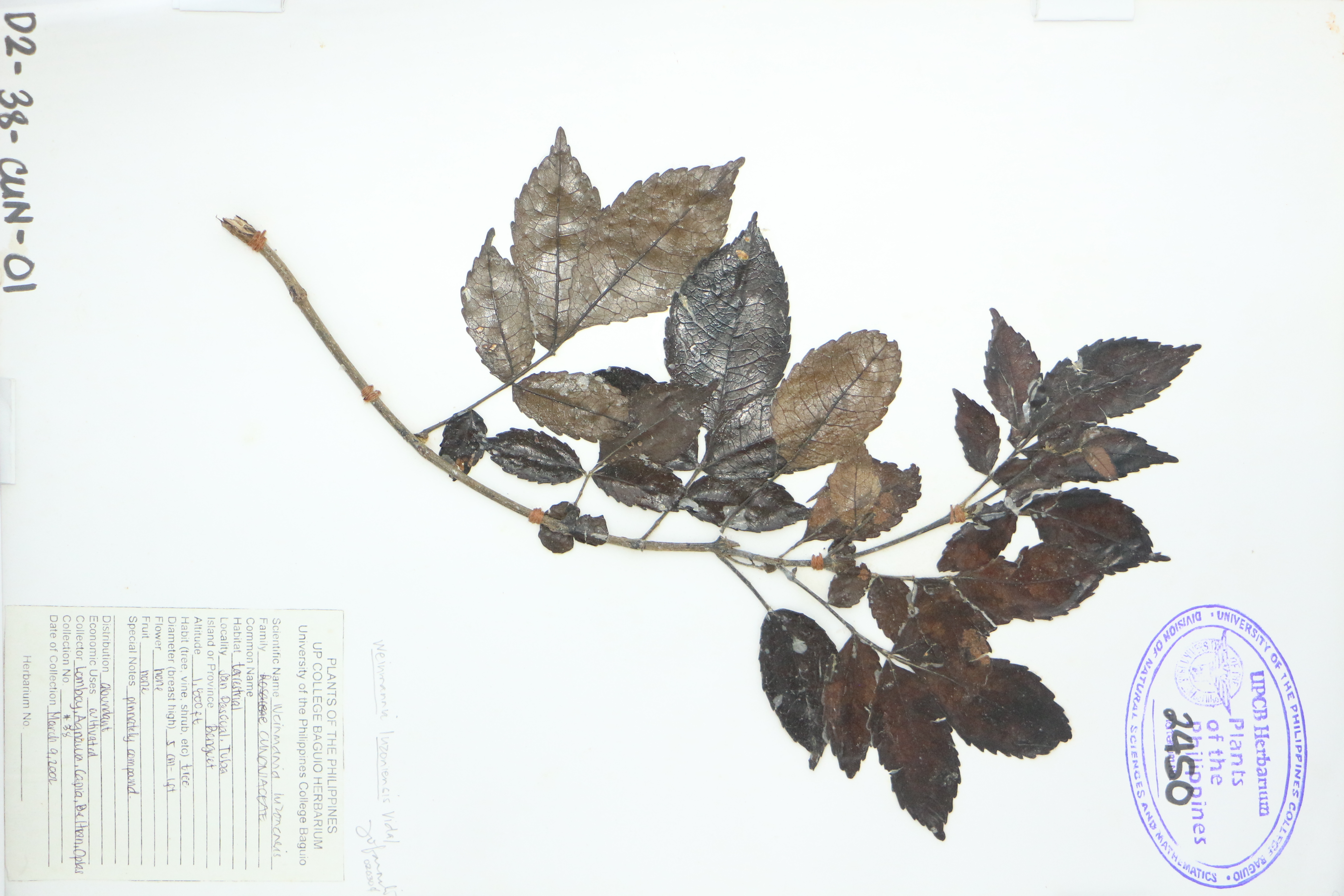 Weinmannia luzoniensis