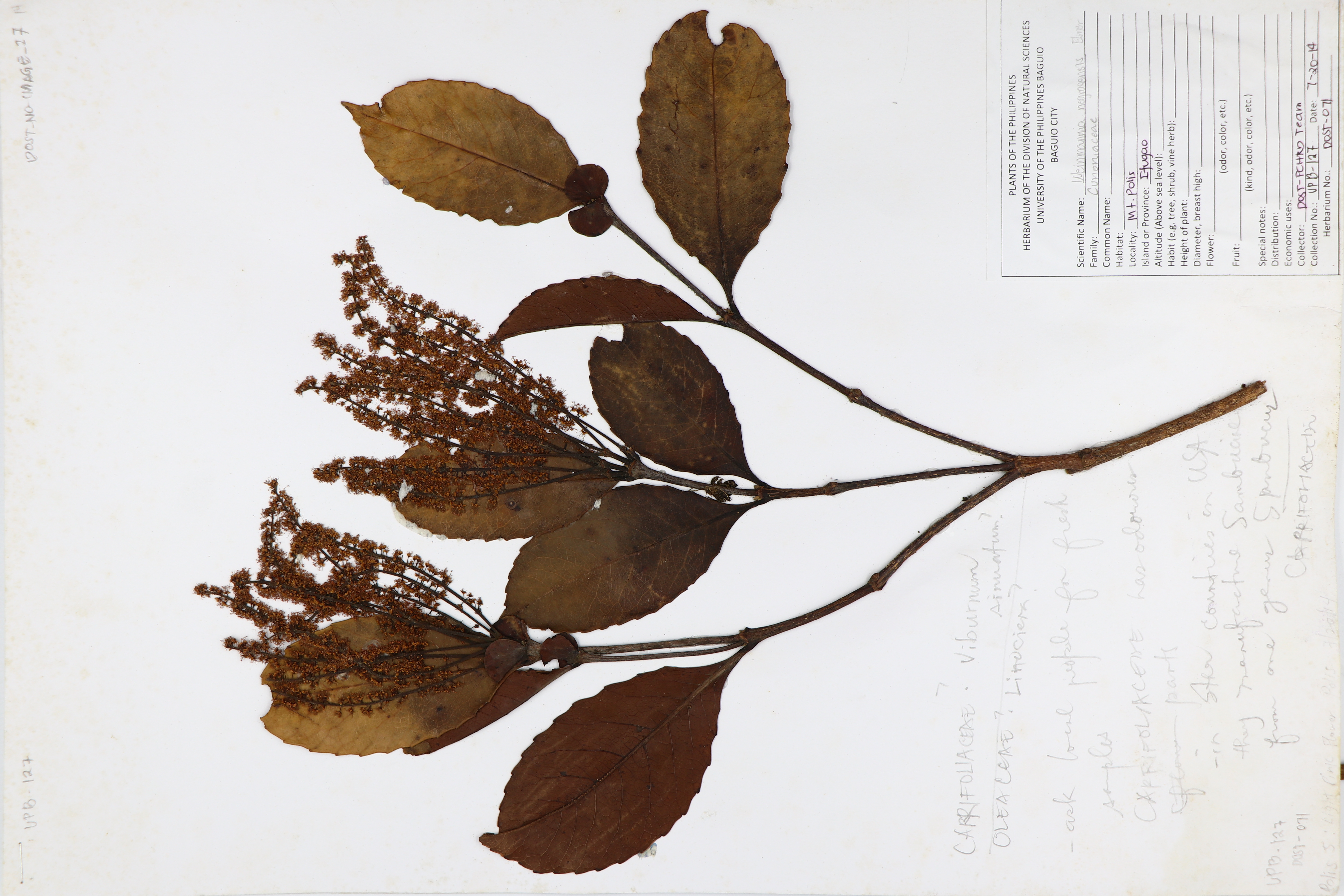 Weinmannia negrosensis