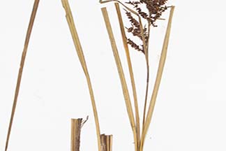 Carex baccans