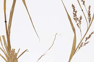 Carex cruciata