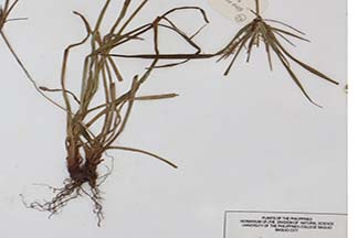 Cyperus cyperoides