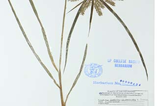 Cyperus cyperoides