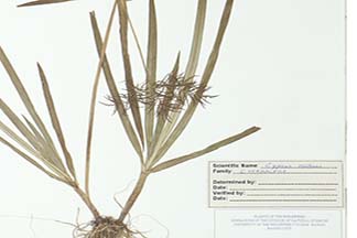 Cyperus distans