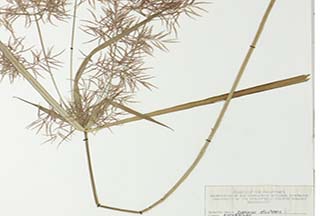 Cyperus distans