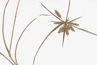 Cyperus exaltatus