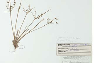 Cyperus haspan