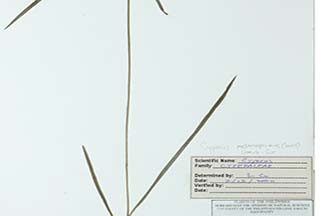 Cyperus melanospermus