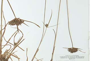 Cyperus flavidus