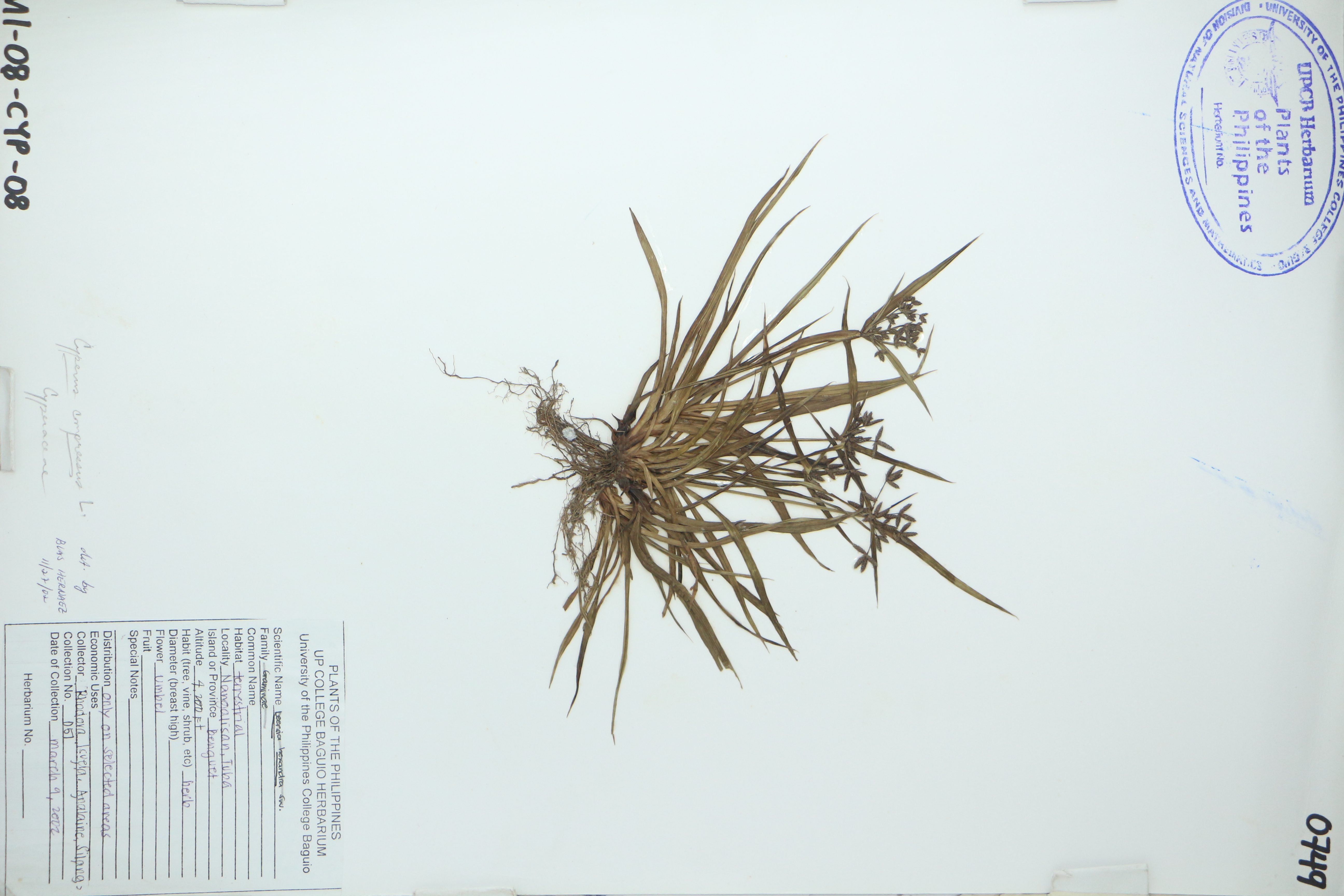 Cyperus compressus