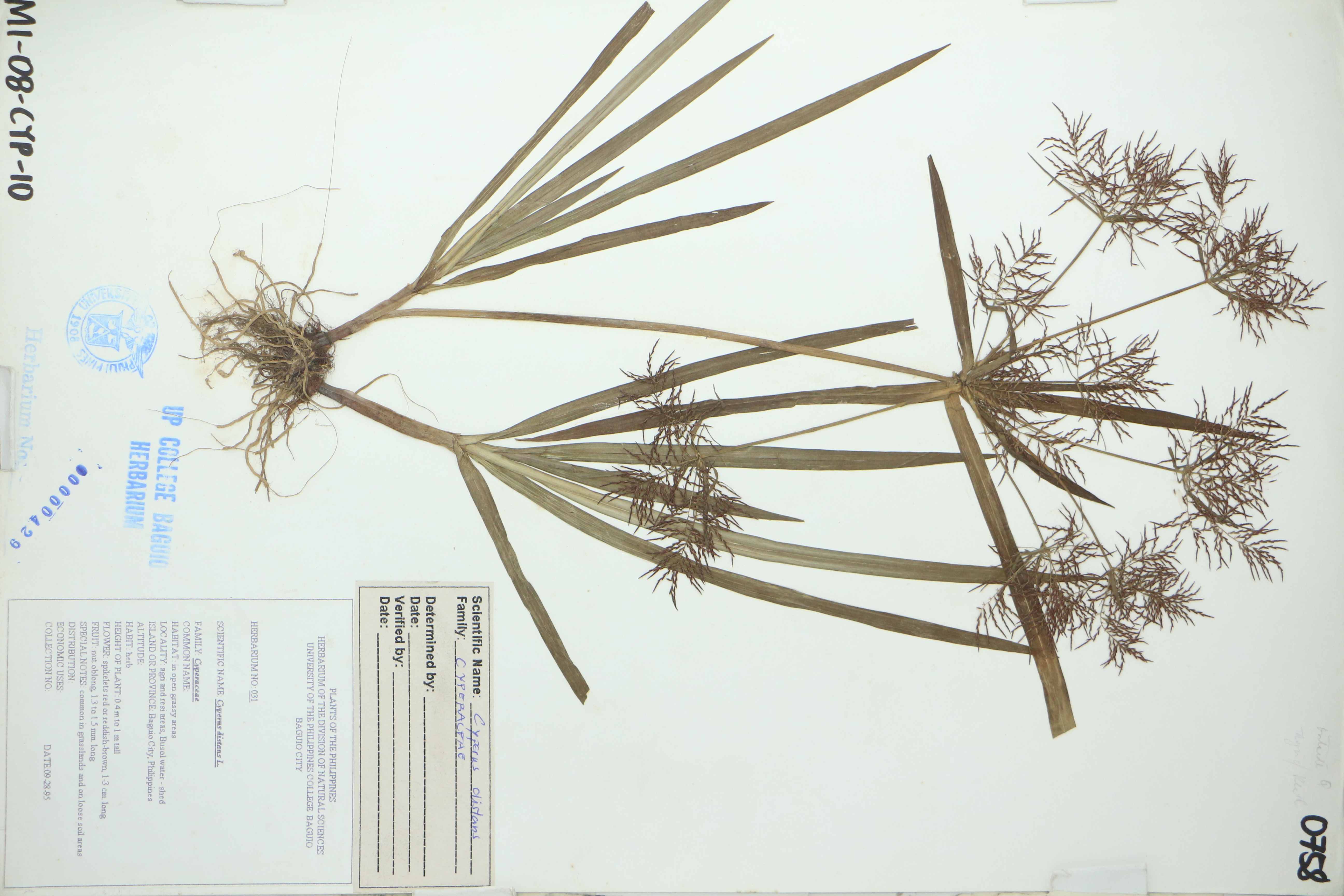 Cyperus distans