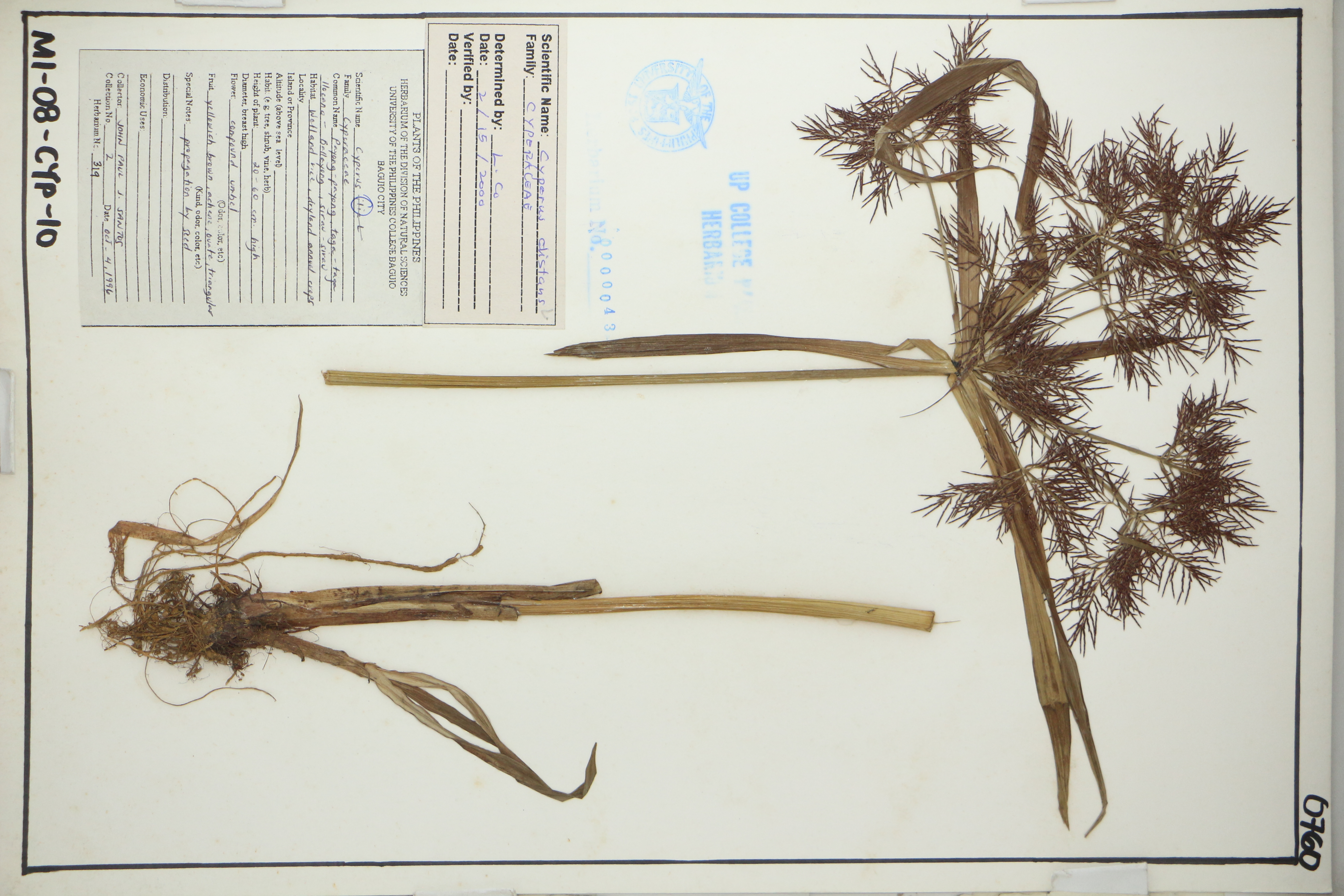 Cyperus distans