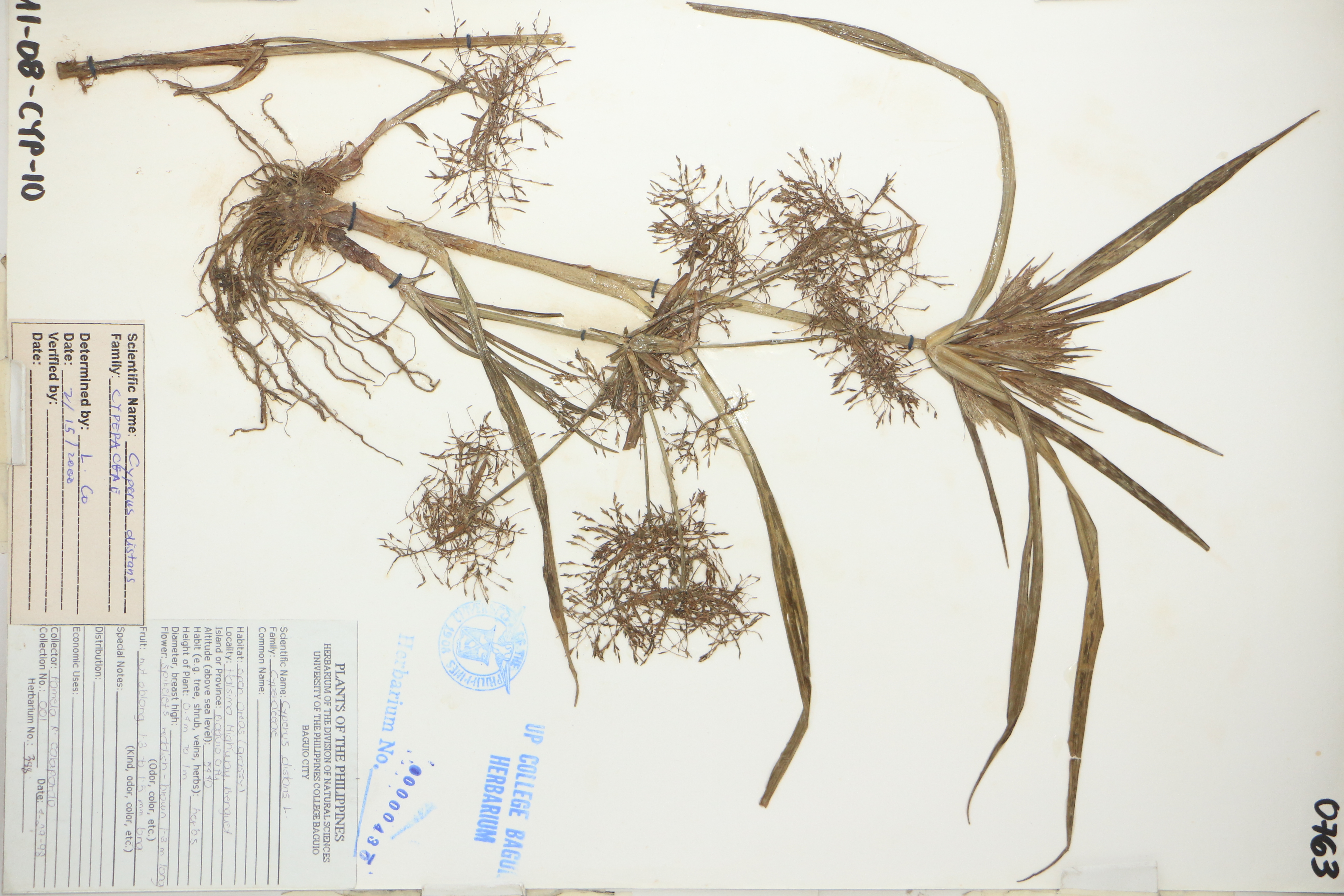 Cyperus distans