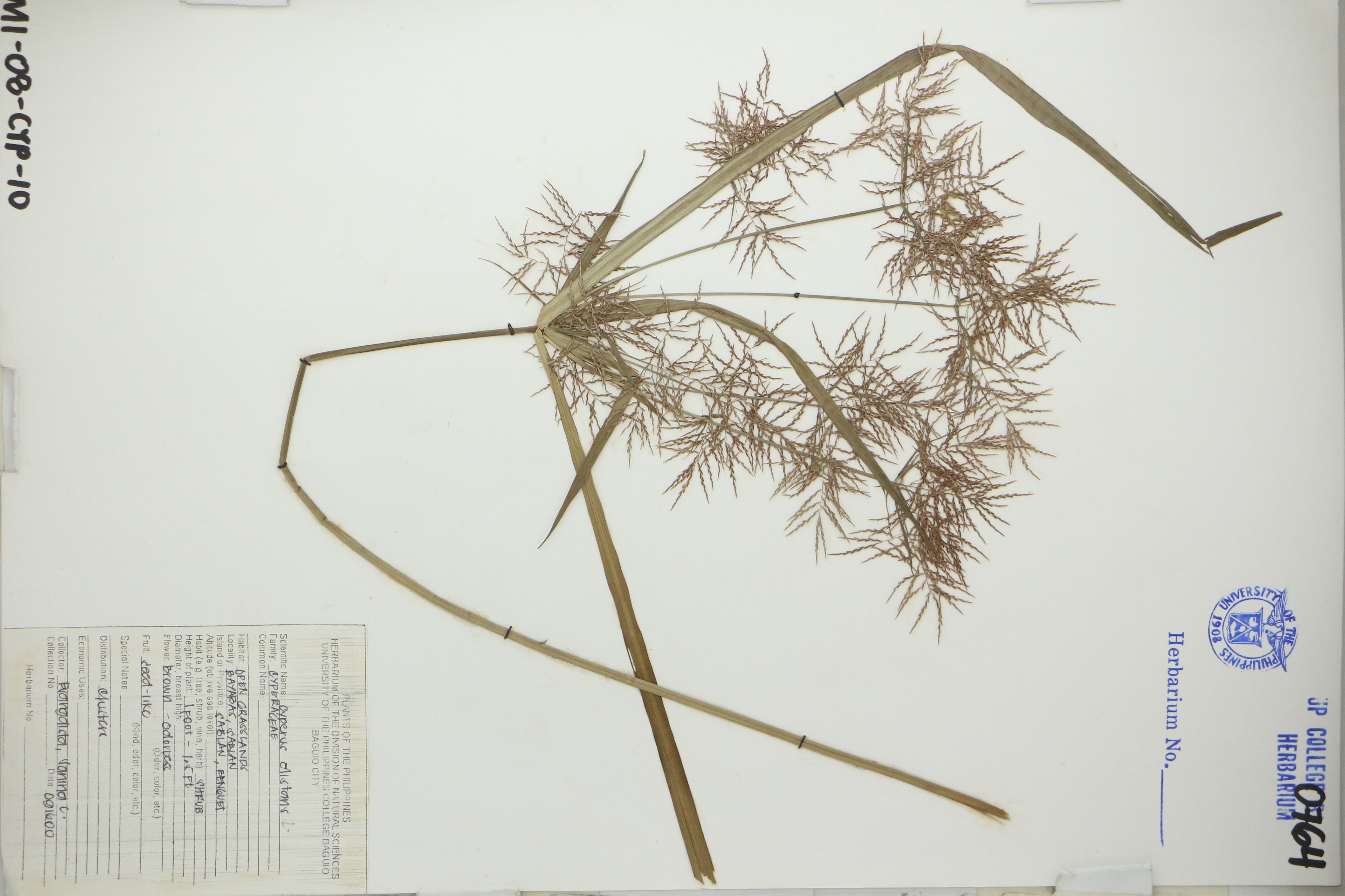 Cyperus distans