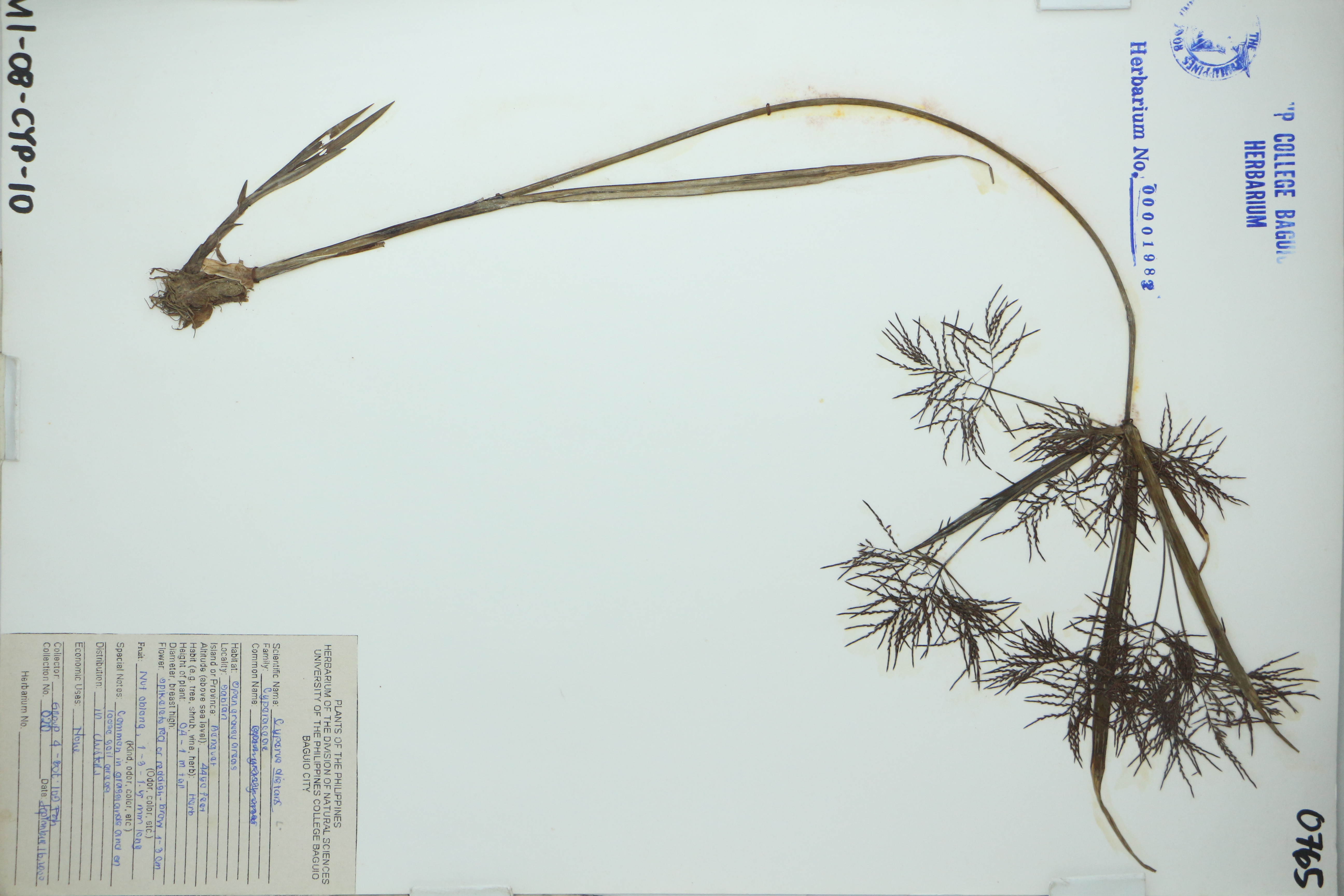 Cyperus distans