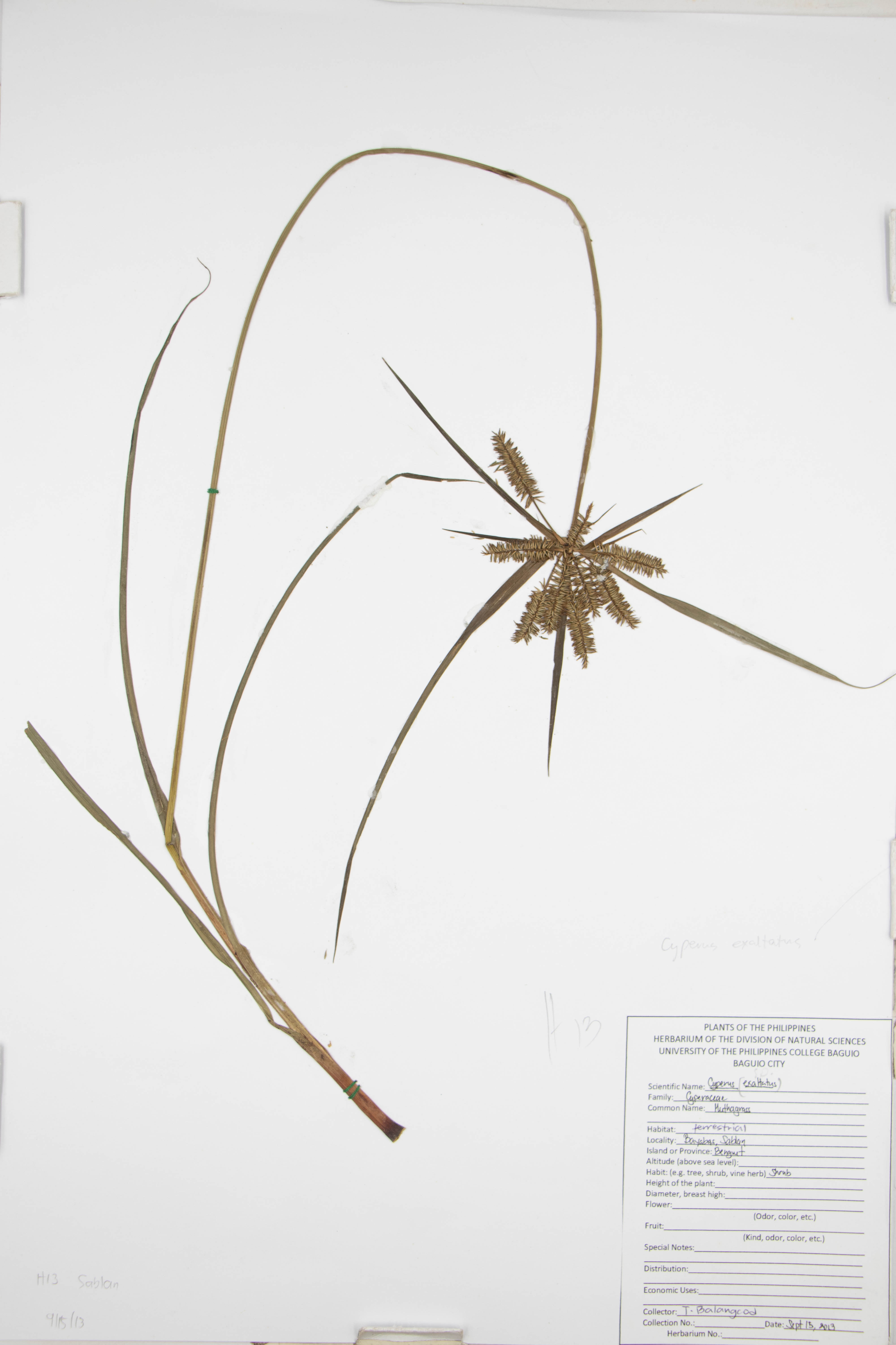 Cyperus exaltatus