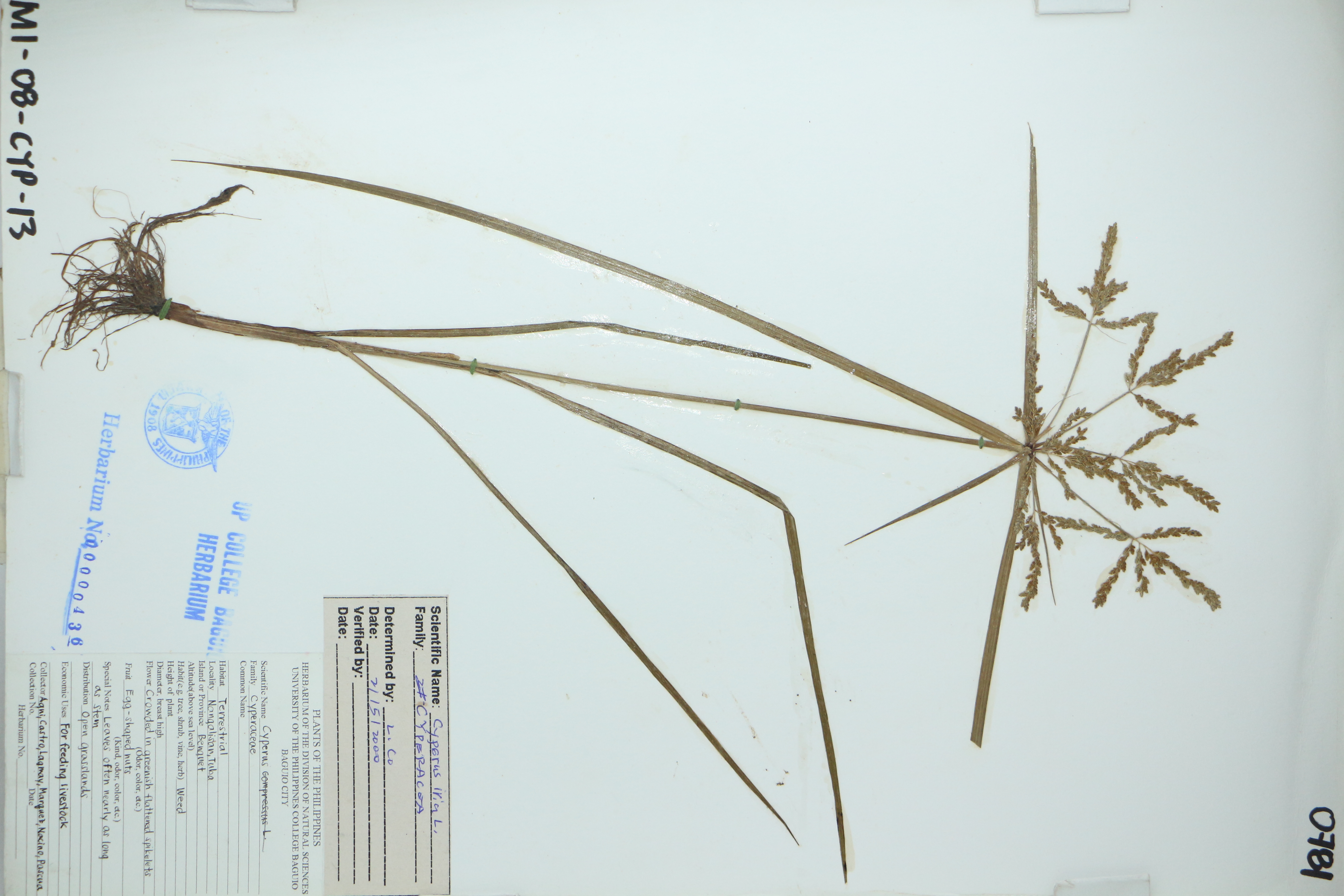 Cyperus iria