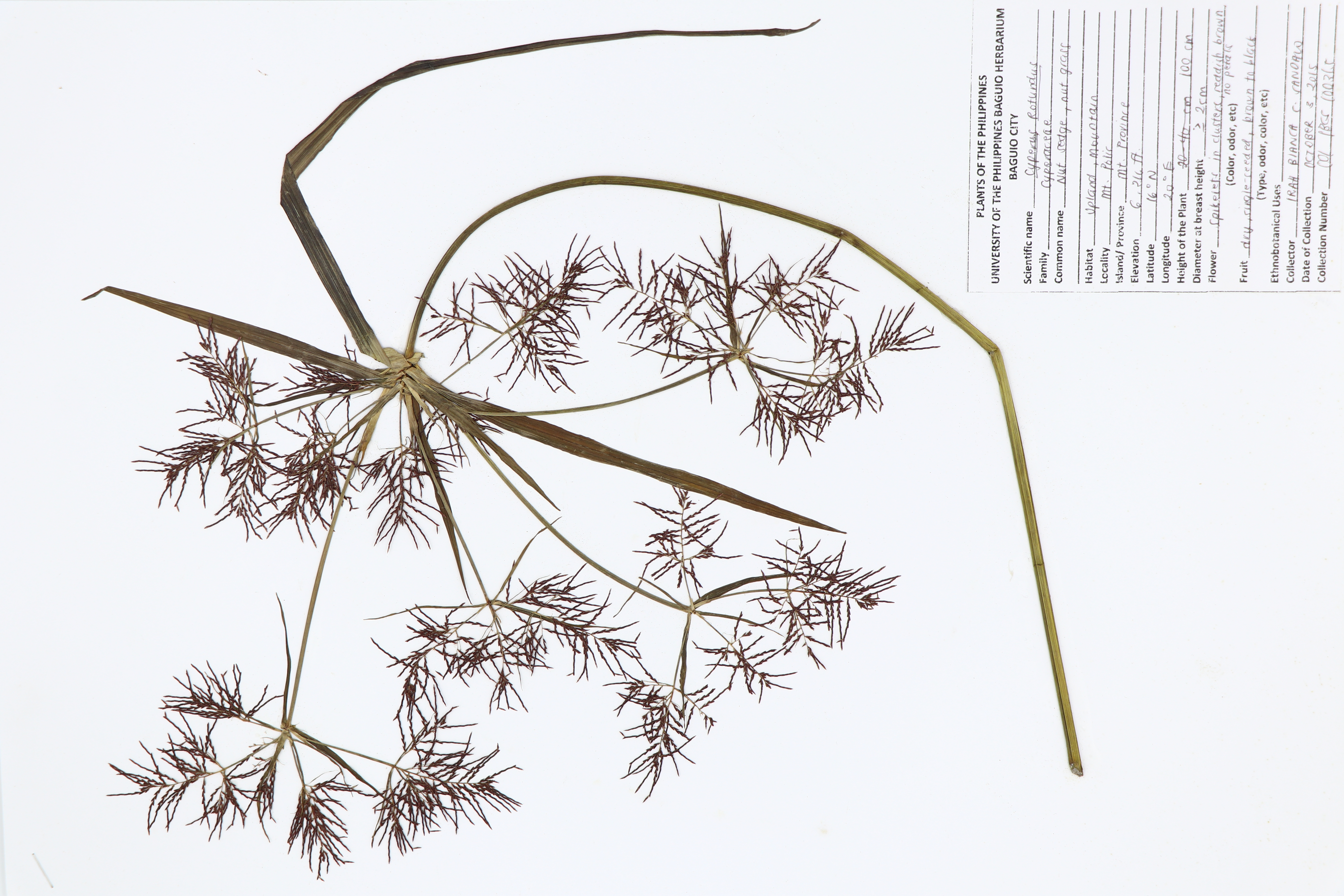 Cyperus rotundus