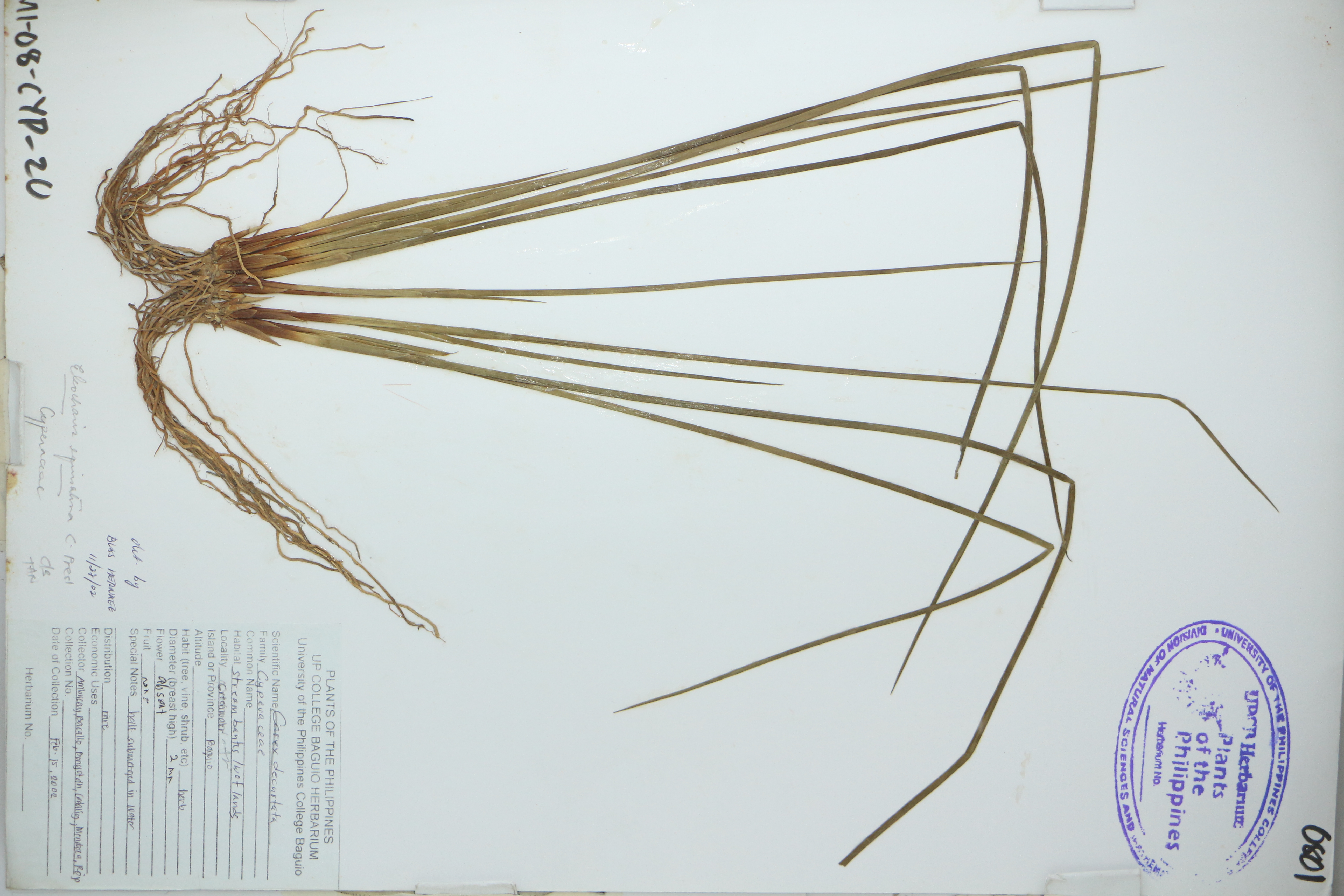 Eleocharis dulcis